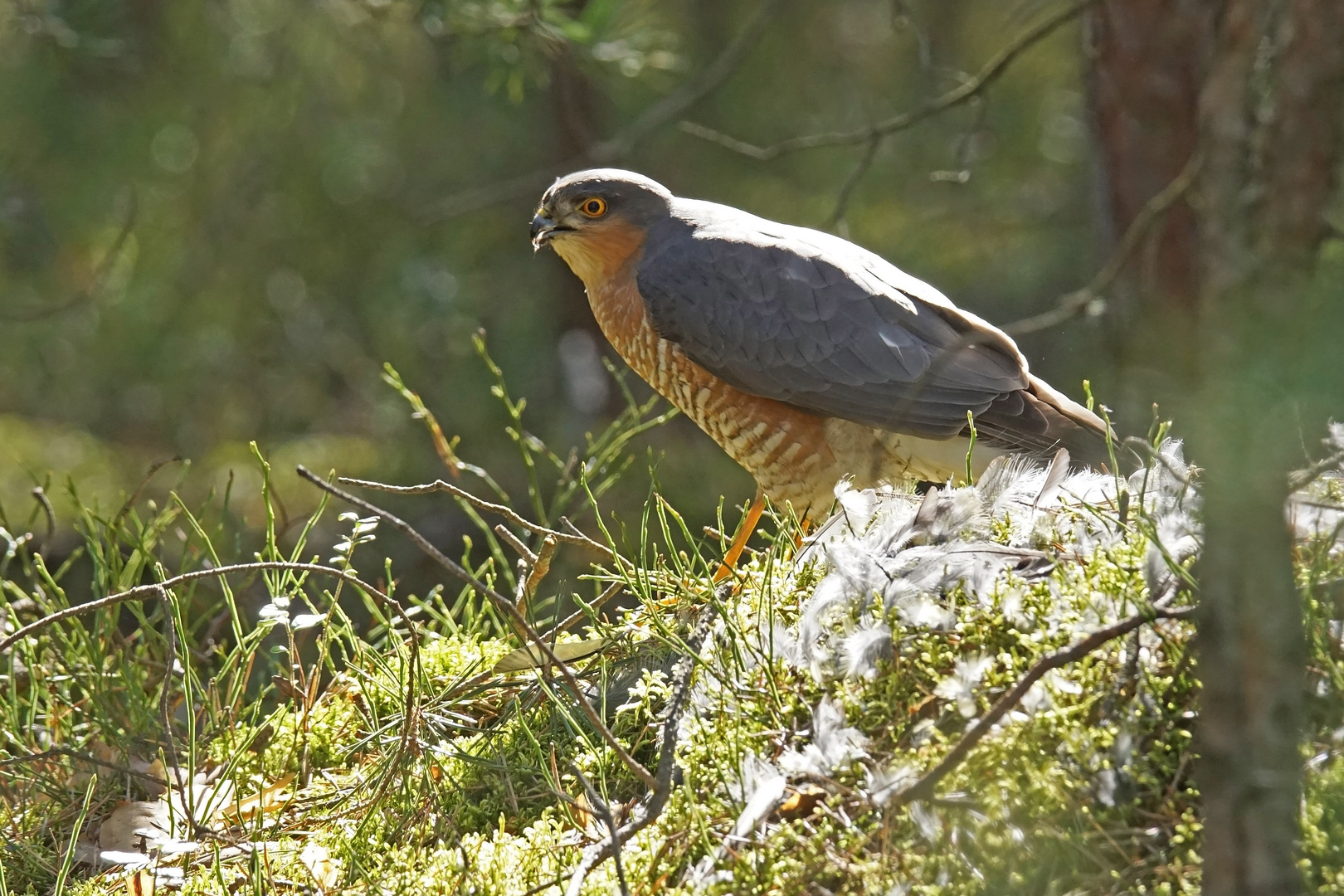 Sperber (Accipiter nisus), Männchen