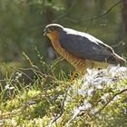 Sperber (Accipiter nisus), Männchen