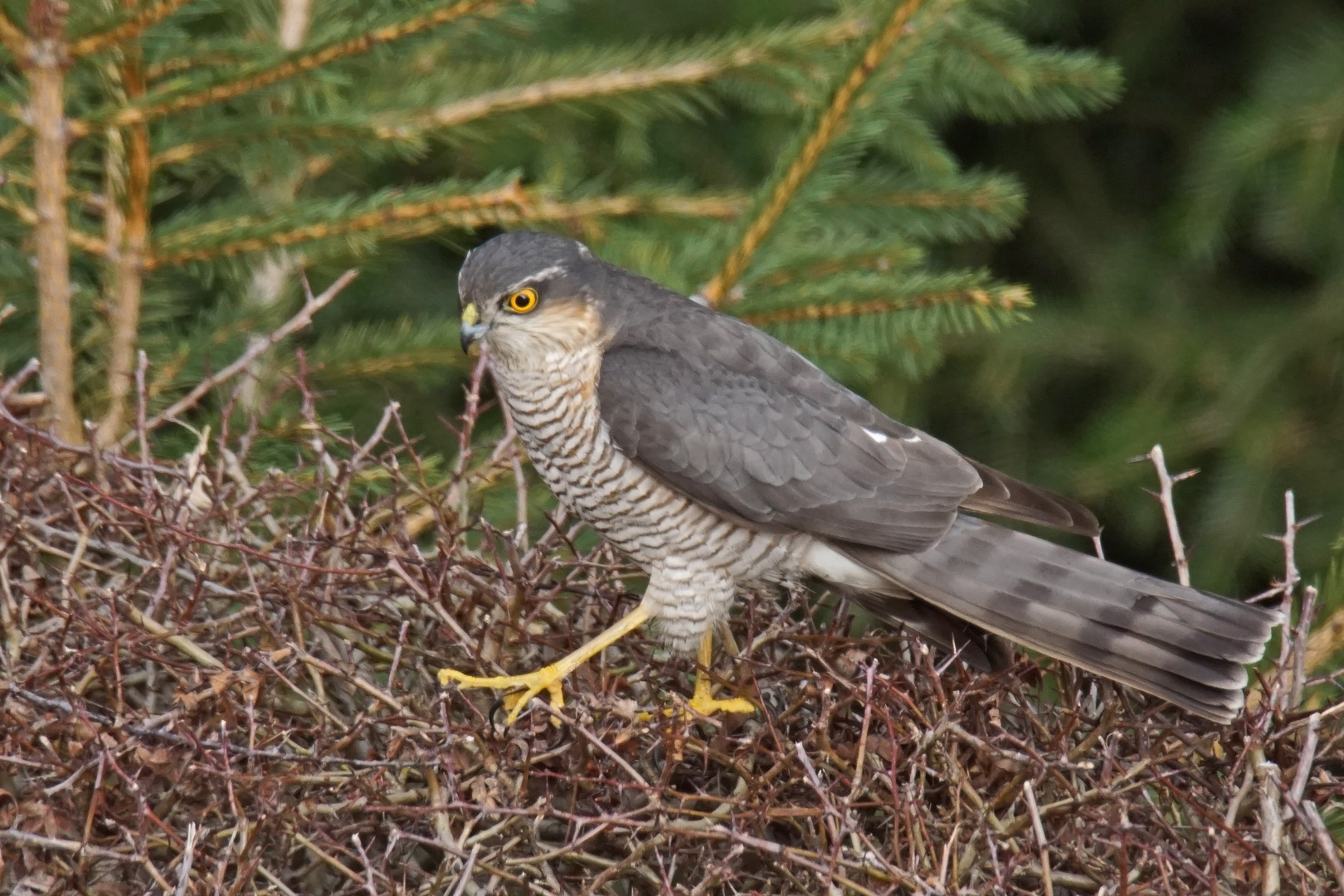 Sperber (Accipiter nisus), Männchen