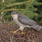 Sperber (Accipiter nisus), Männchen