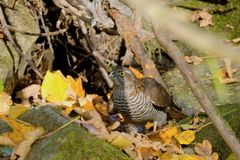 Sperber (Accipiter nisus) mit Beute 