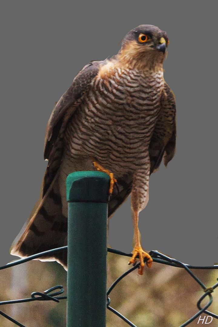 Sperber (Accipiter nisus nisus)