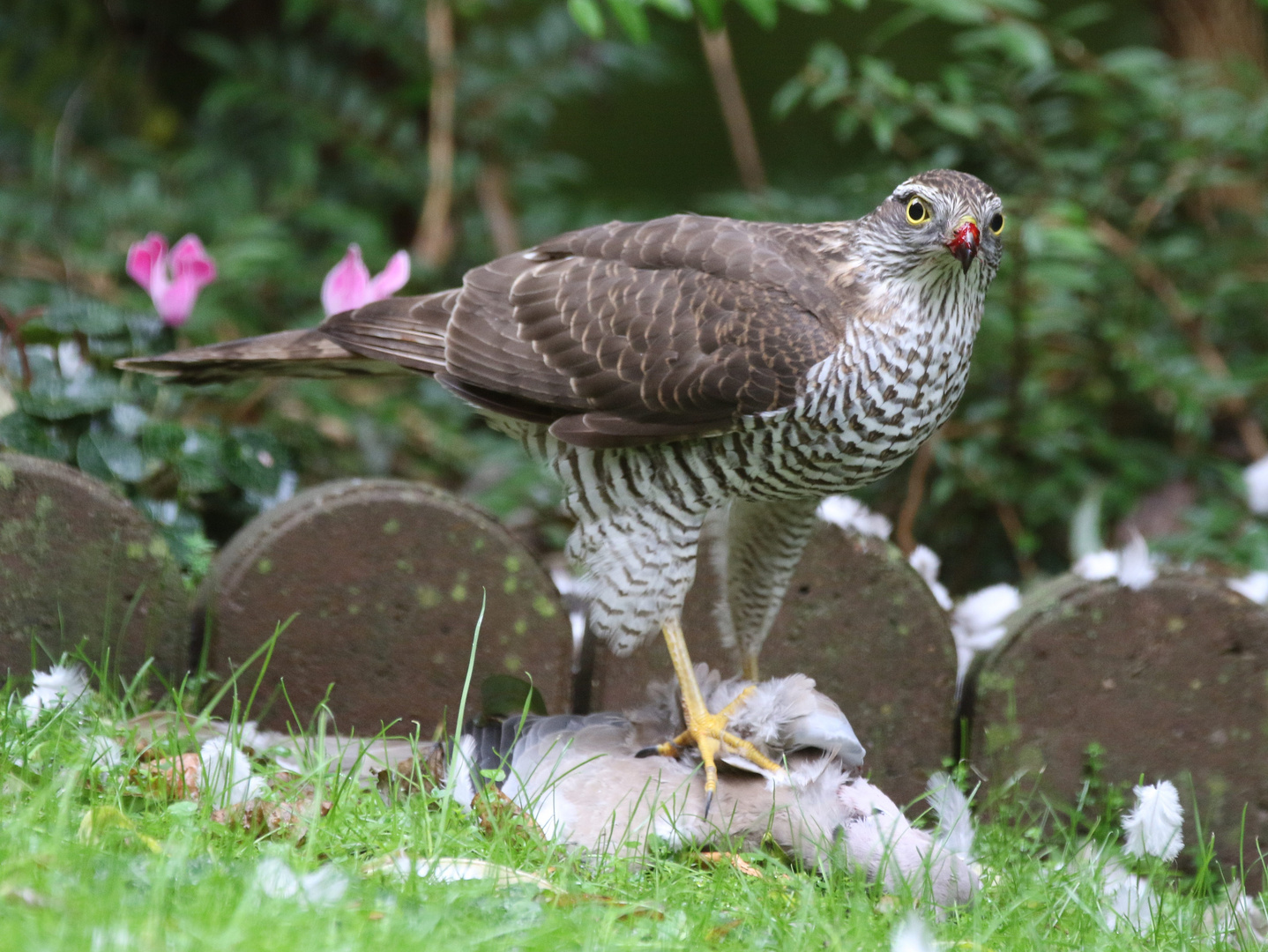 Sperber (Accipiter nisus) (w)