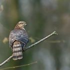 Sperber (Accipiter nisus) - Weibchen