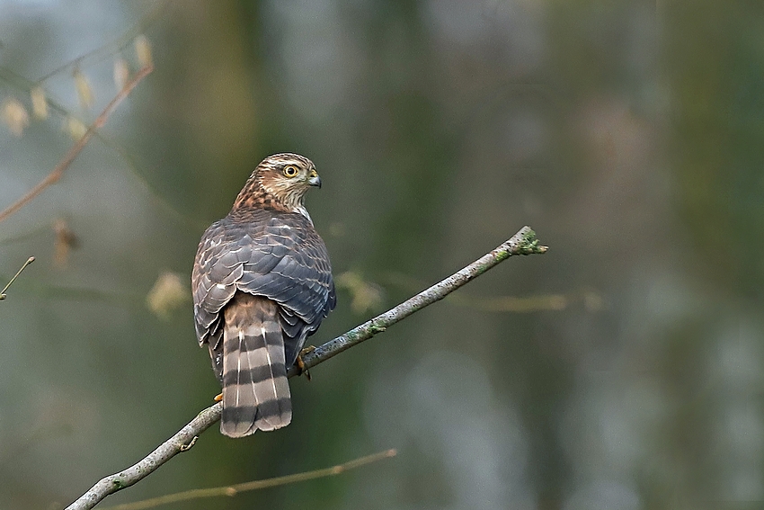 Sperber (Accipiter nisus) - Weibchen