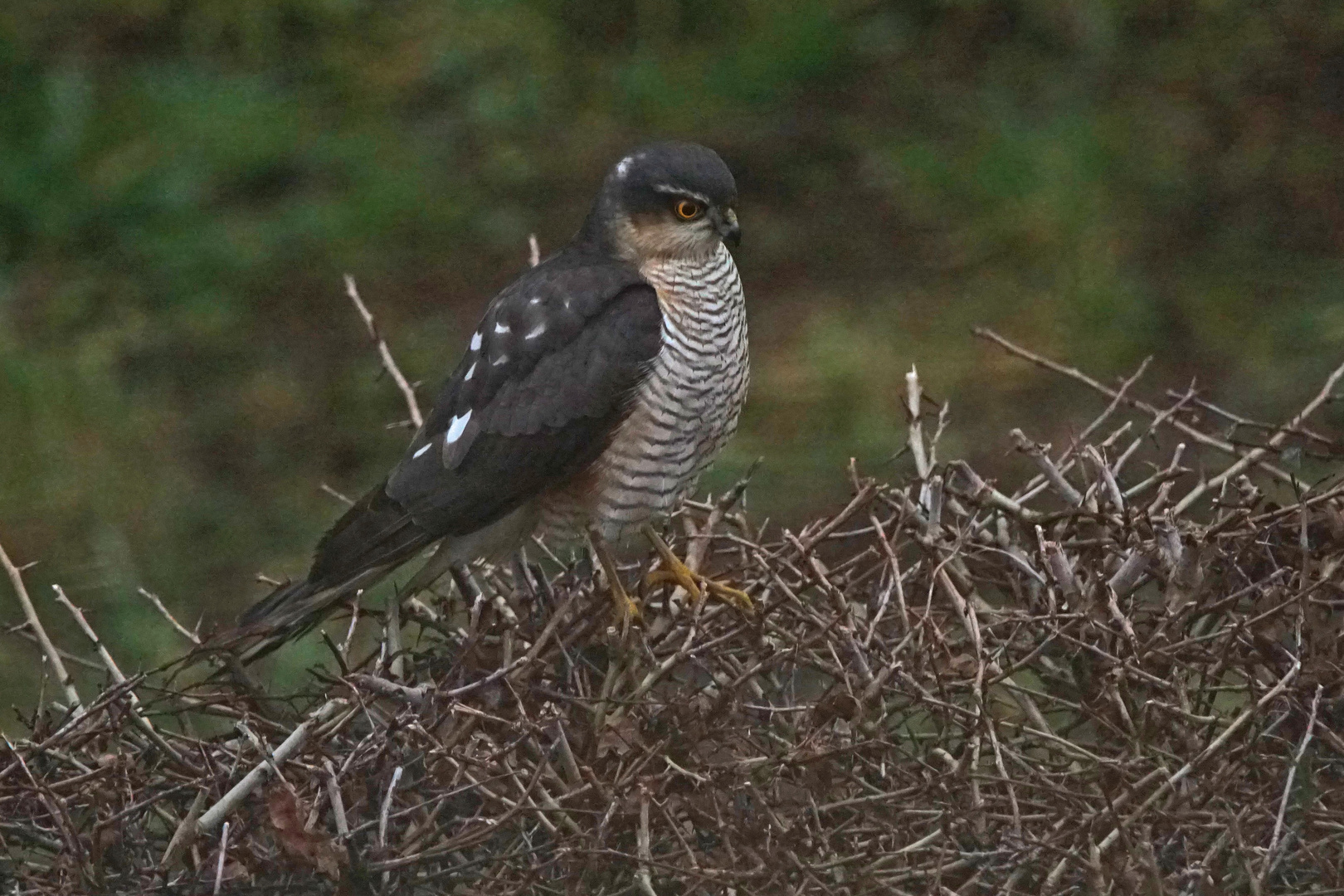 Sperber (Accipiter nisus),Männchen