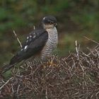 Sperber (Accipiter nisus),Männchen