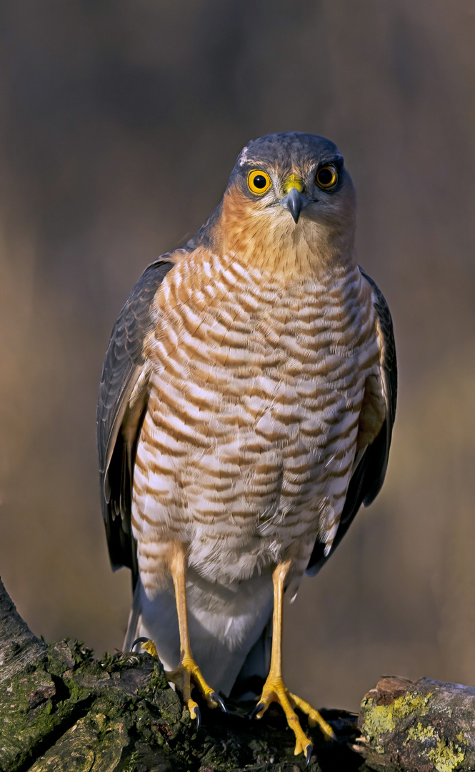 Sperber am Winteransitz Foto & Bild | tiere, wildlife, wild lebende