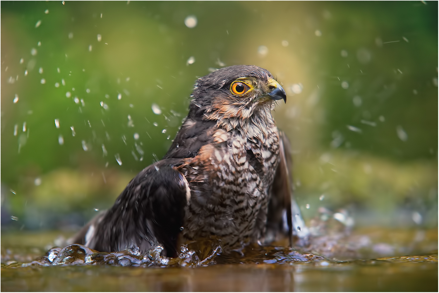 Sperber an der Wasserstelle...