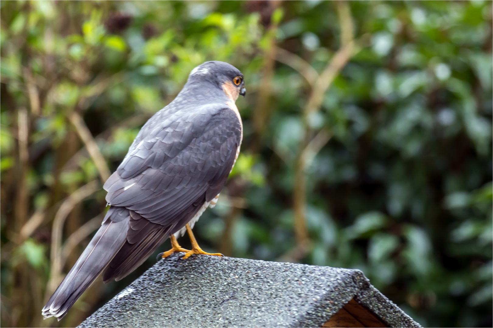 Sperber auf dem Vogelhaus  .....