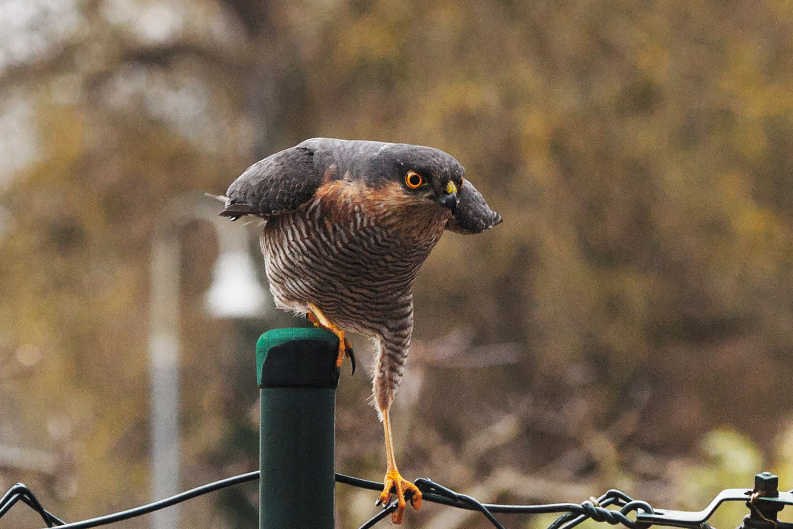 Sperber auf der Jagd