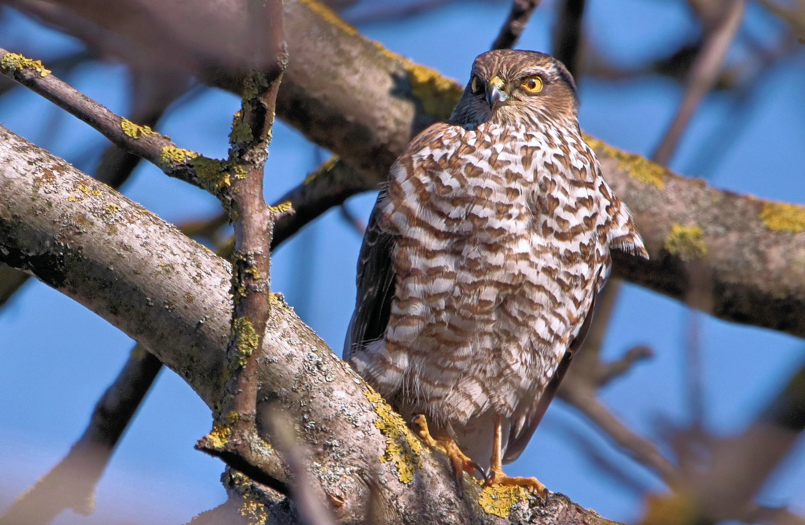 SPERBER AUF DER LAUER