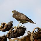 Sperber auf seinem Sonnenblumenansitz - Unruhe bei den Finken 