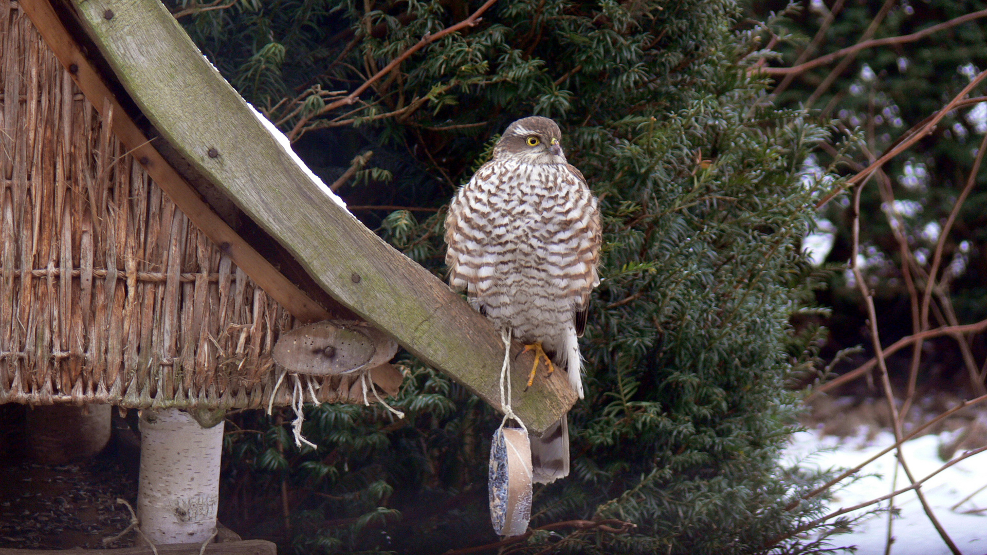 Sperber auf Vogelhäuschen