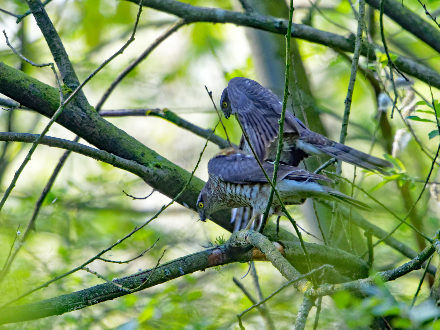 Sperber bei der Paarung