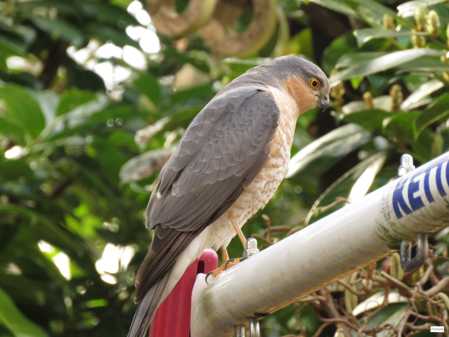 Sperber bei mir im Garten.. Foto & Bild tiere