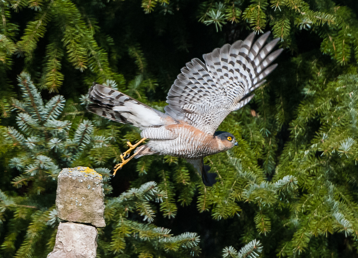 Sperber beim Abflug