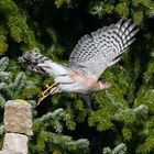 Sperber beim Abflug