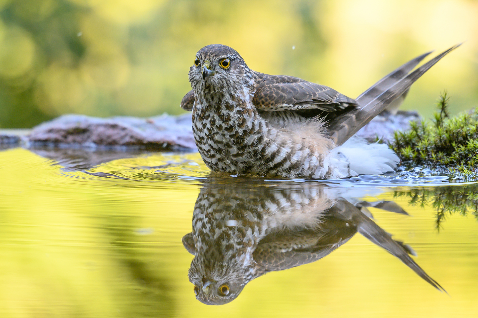 Sperber beim Baden