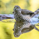 Sperber beim Baden