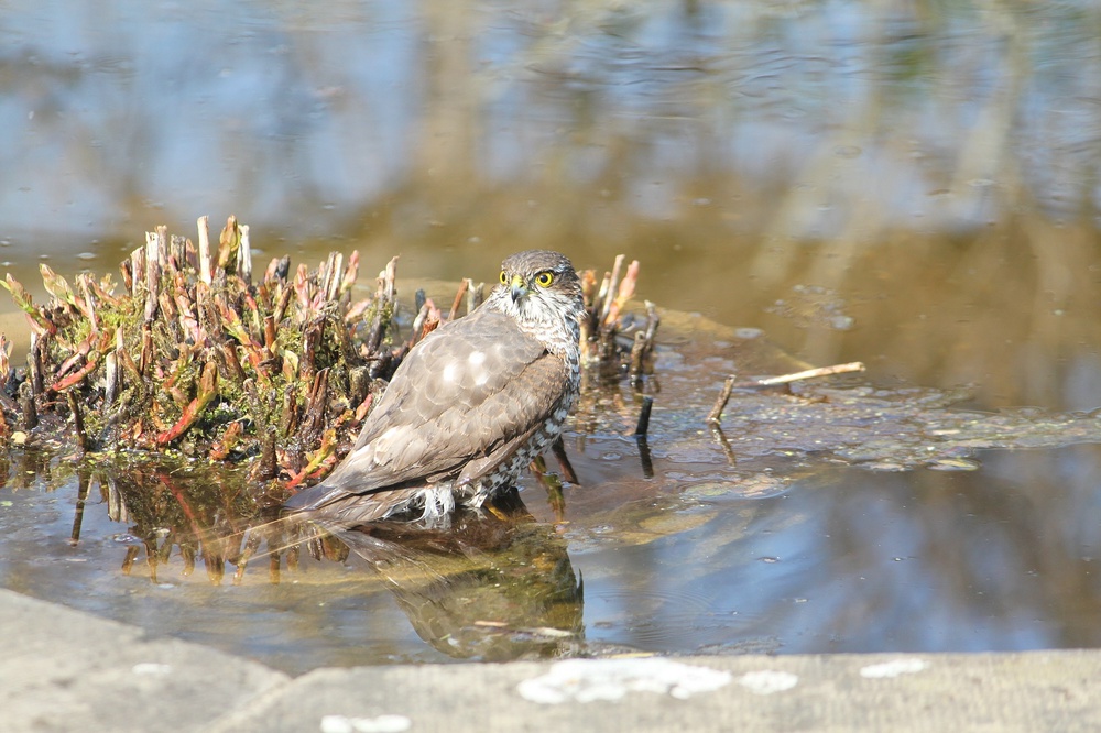 Sperber beim Baden