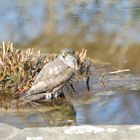 Sperber beim Baden