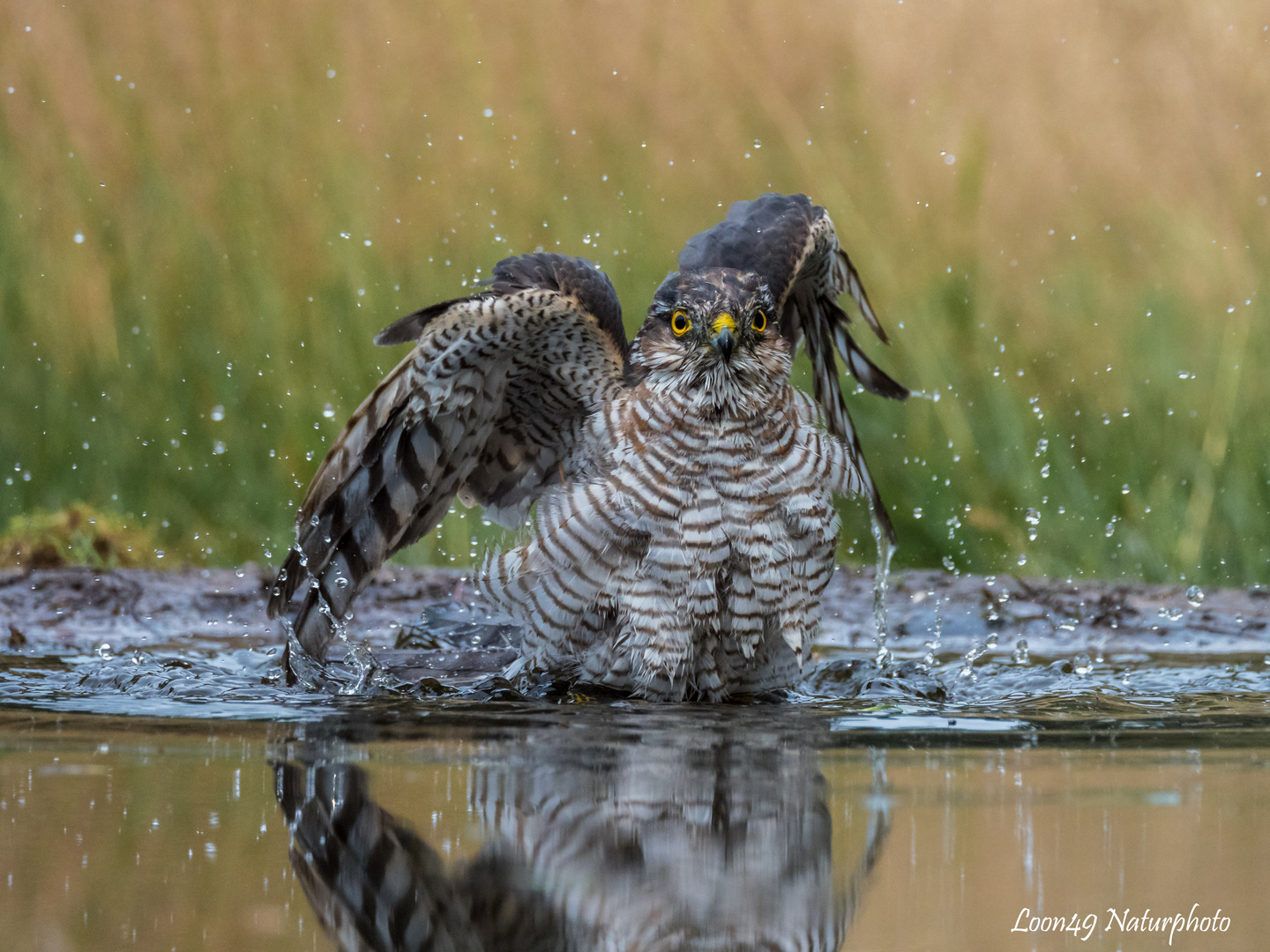 Sperber beim Baden