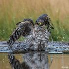 Sperber beim Baden