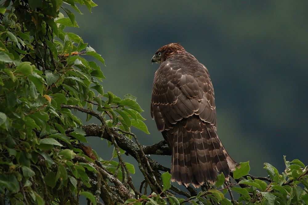 Sperber? Besucher im Garten Foto &amp; Bild natur, vogel