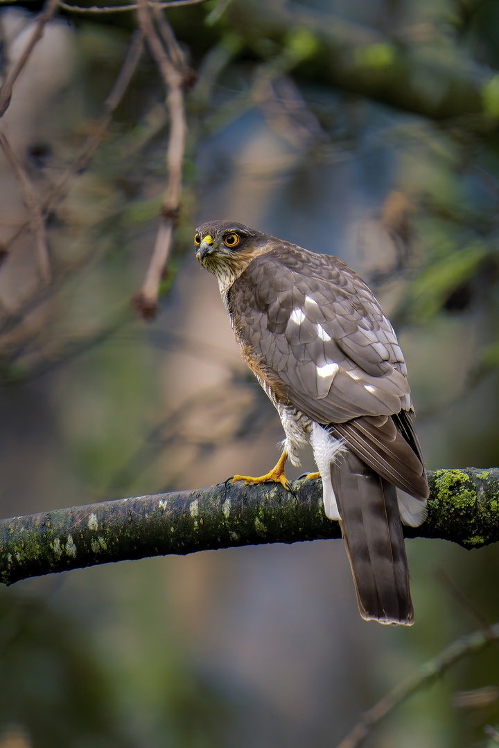 Sperber-Dame hat Singvögel im Visier