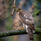 Sperber-Dame hat Singvögel im Visier