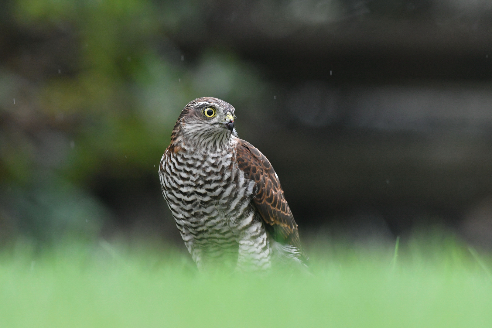 Sperber Dame im Regen wildlife