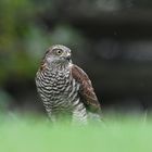 Sperber Dame im Regen wildlife