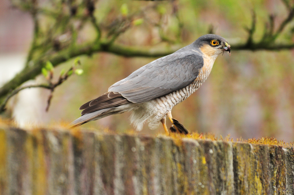 Sperber / Eurasian Sparrowhawk (Accipiter nisus)