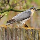 Sperber / Eurasian Sparrowhawk (Accipiter nisus)