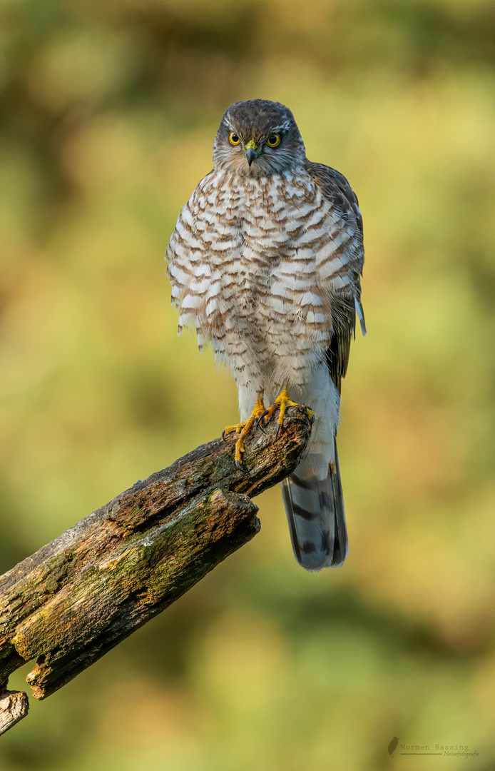 Sperber Foto & Bild | tiere, wildlife, wild lebende vögel Bilder auf