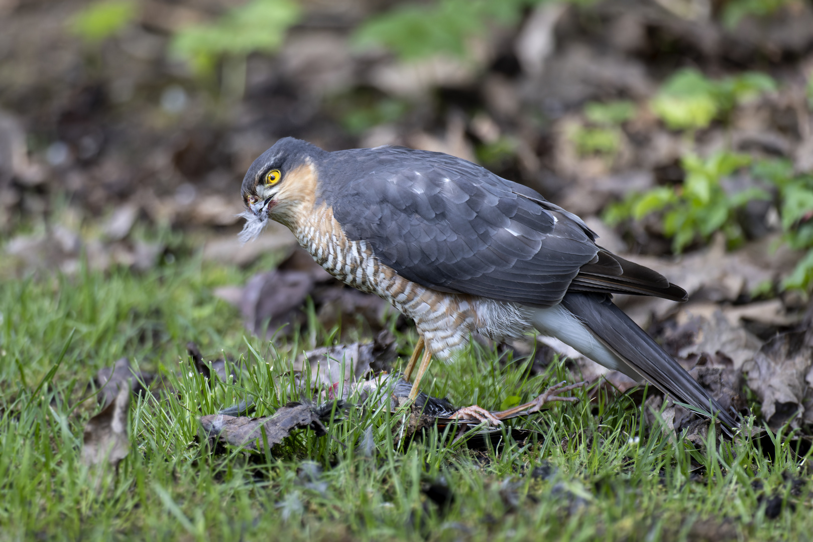 Sperber hat im Garten einen Star erlegt