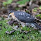 Sperber hat im Garten einen Star erlegt