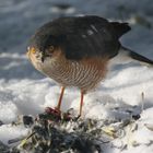 Sperber: heute bei uns im Garten