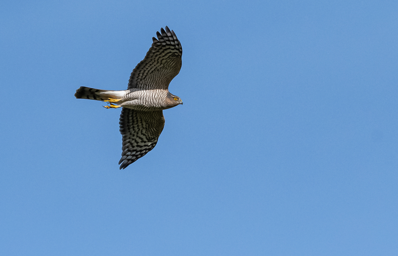 Sperber im Flug