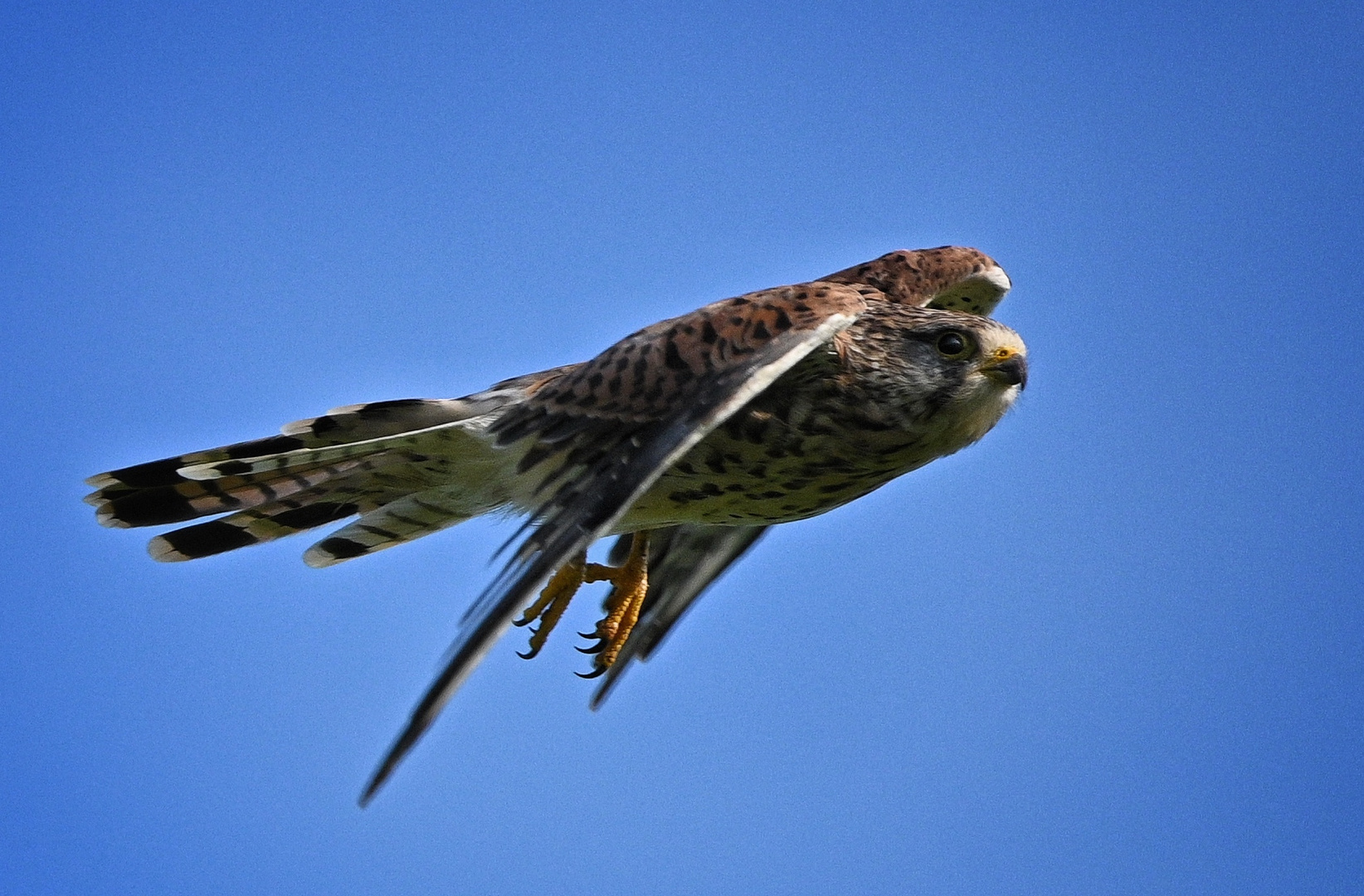 Sperber im Flug