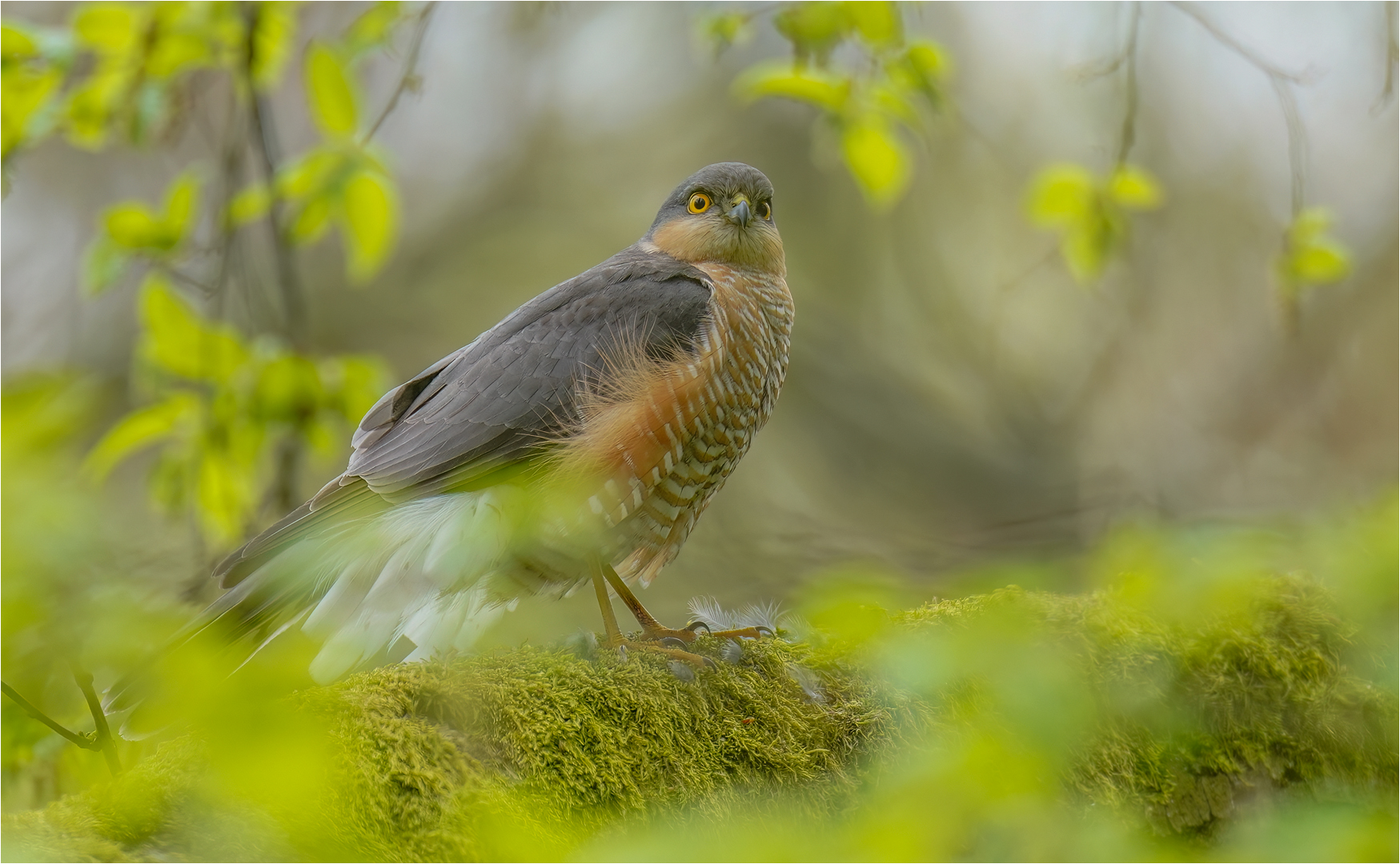 Sperber im Frühling