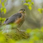 Sperber im Frühling