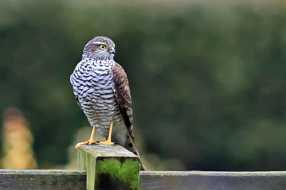 Sperber im Garten Foto &amp; Bild fotos, natur, vogel Bilder