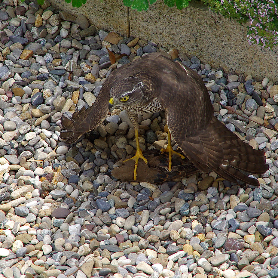 Sperber Im Garten 1