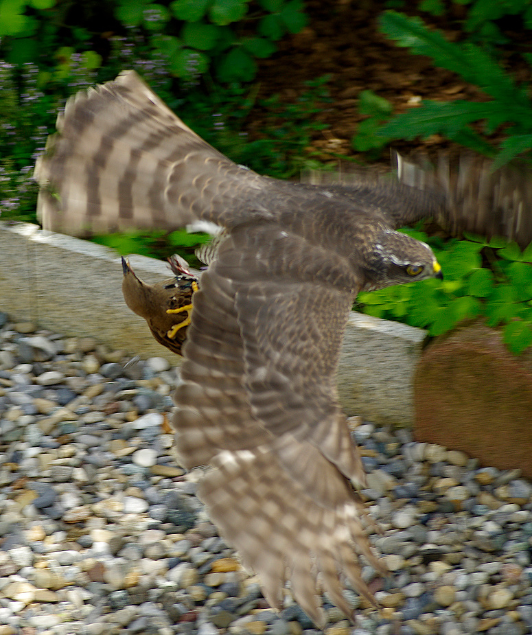 Sperber Im Garten 2