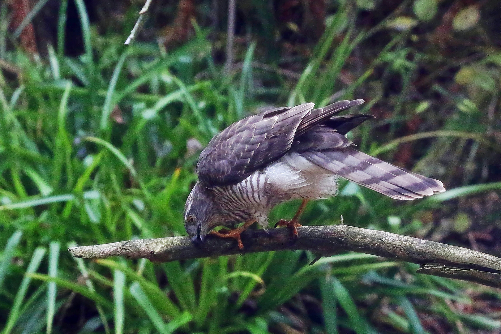 Sperber im Garten 2Doku Foto & Bild greifvögel, natur, landschaft