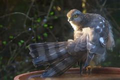 Sperber im Garten