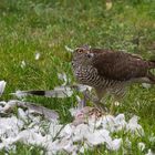 Sperber im Garten