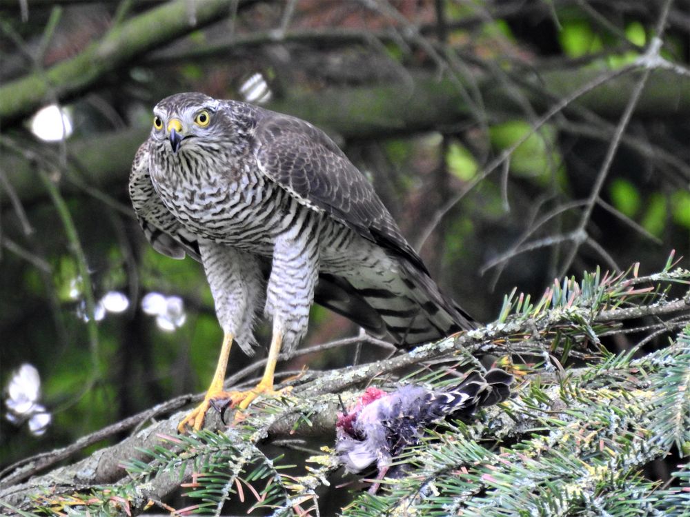 sperber im garten Foto & Bild tiere, wildlife, wild lebende vögel